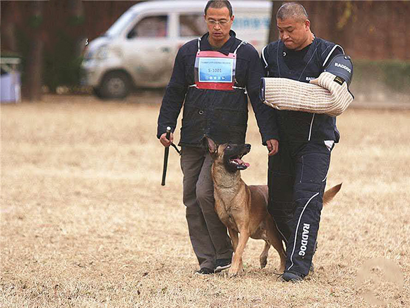 高级课程：家庭护卫