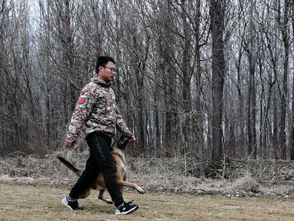 马犬冰封护卫犬训练展示